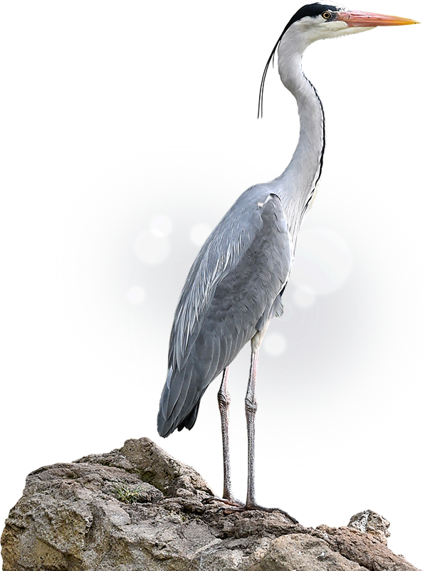 Crane